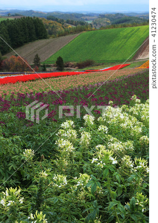 美瑛花園 41230474