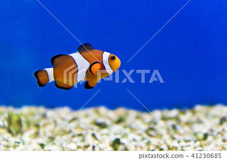 Aquarium fishes in salt water 41230685