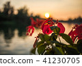 Sunset red flower 41230705