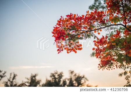 夕陽 鳳凰花 綠葉 41230706