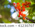 Phoenix flower flower taiwan 41230707