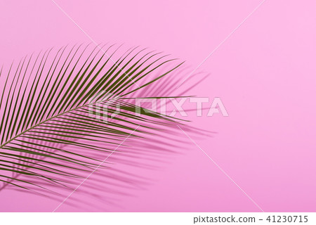 Palm leave on pastel pink background. Flat lay. Palm leave on pastel pink background. Flat lay. 41230715