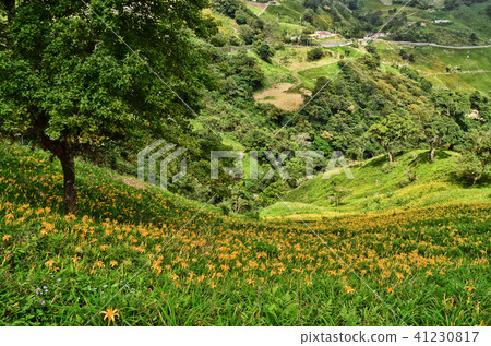 金針山金針花Tamari Taito台灣台灣橙色Daylily勿忘我 41230817