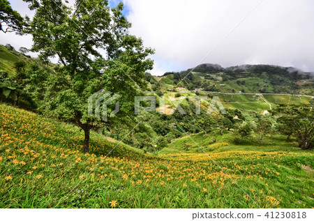 金針山金針花Tamari Taito台灣台灣橙色Daylily勿忘我 41230818