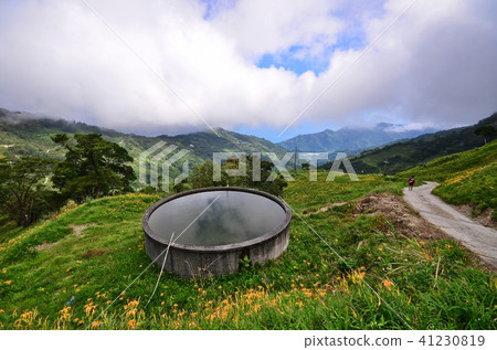 金針山金針花Tamari Taito台灣台灣橙色Daylily勿忘我 41230819