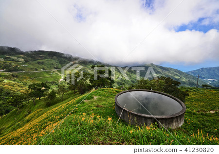 金針山金針花Tamari Taito台灣台灣橙色Daylily勿忘我 41230820