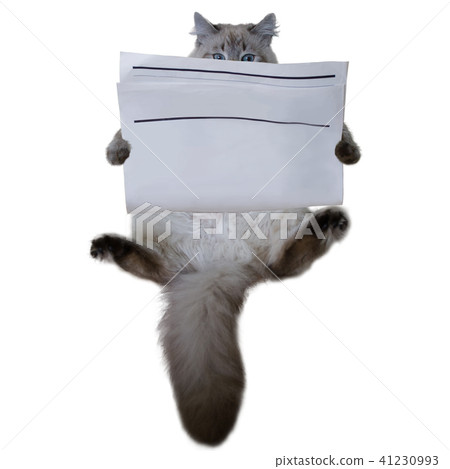 Cat with blank newspaper isolated on white 41230993