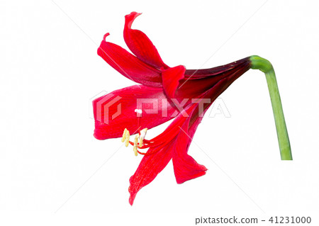 Hippeastrum flower 41231000