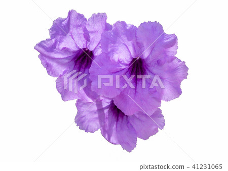 purple waterkanon flower purple waterkanon flower 41231065