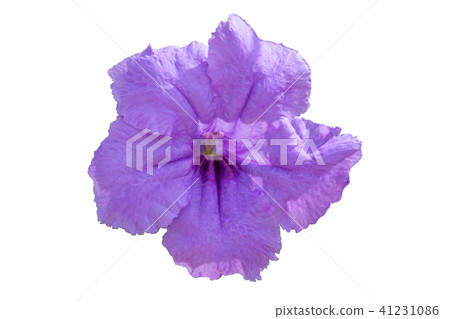 purple waterkanon flower purple waterkanon flower 41231086