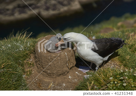 Black-browed Albatross and chick 41231348