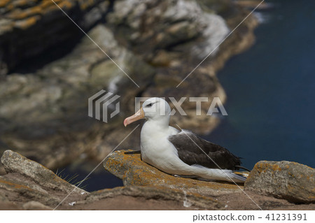 Black-browed Albatross 41231391