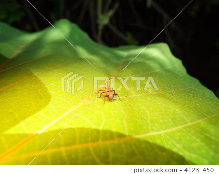 Tohoshita weevil 41231450
