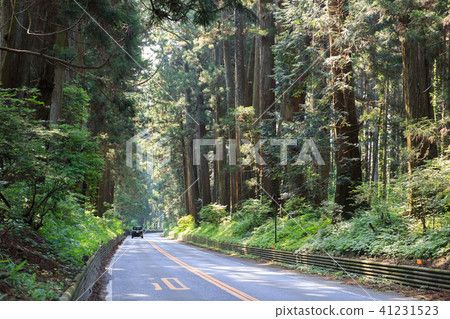 Nikko city Tochigi prefecture Nikko cedar tree trekked road (May) Nikko city Tochigi prefecture Nikko cedar tree trekked road (May) 41231523