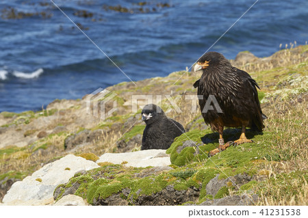 Striated Caracara with chick Striated Caracara with chick 41231538