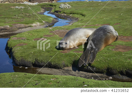 Southern Elephant Seals in a muddy wallow 41231652
