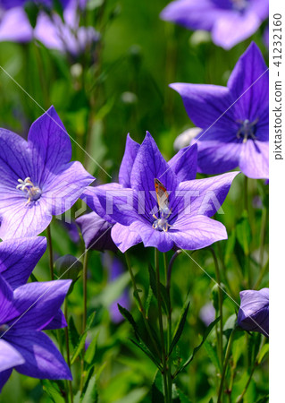 中國桔梗 41232160