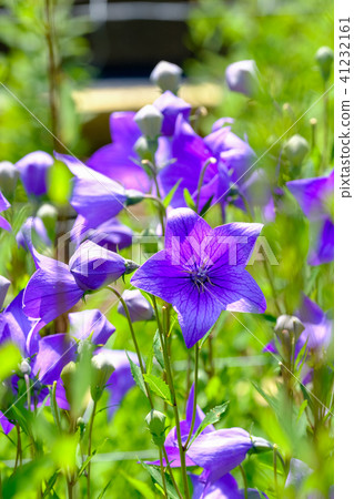 中國桔梗 41232161