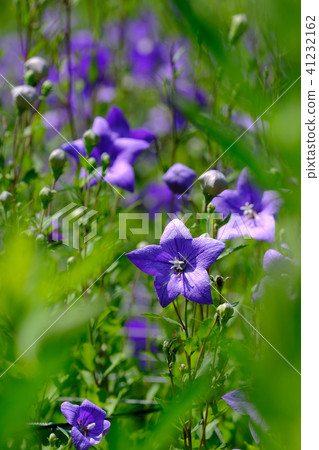 中國桔梗 41232162