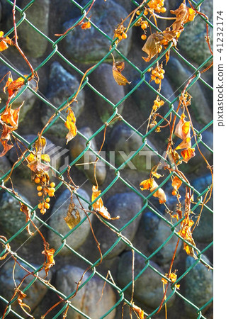 Sticky vines 41232174