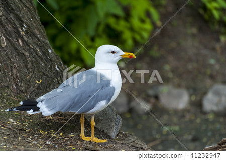 Glaucous Gull (Larus hyperboreus) 41232947
