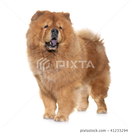 chow chow dog chow chow dog 41233294