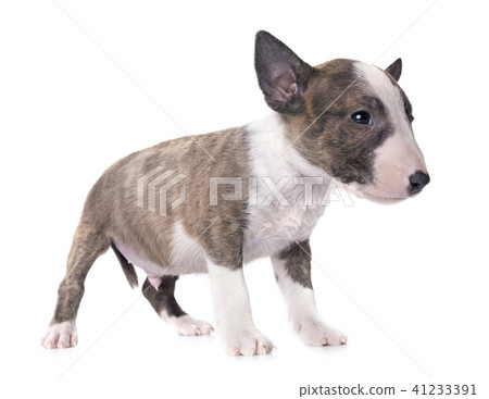 miniature bull terrier 41233391