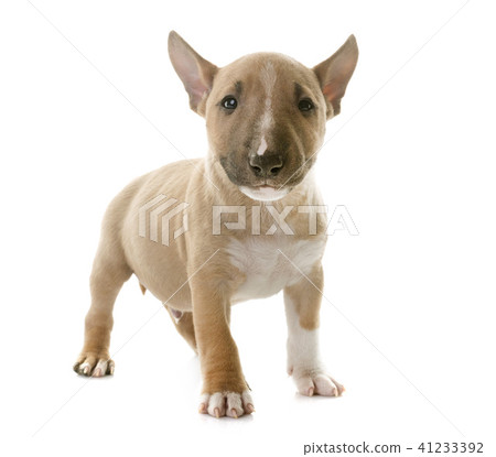 miniature bull terrier 41233392