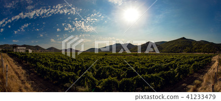 vineyard field in Crimea 41233479