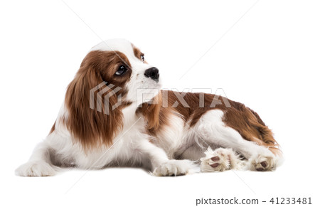 Cavalier King Charles Spaniel 41233481