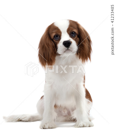 Cavalier King Charles Spaniel 41233485