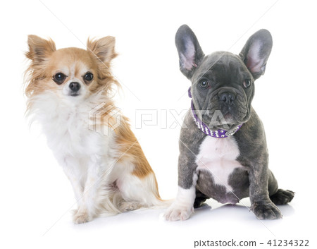 puppy french bulldog and chihuahua puppy french bulldog and chihuahua 41234322