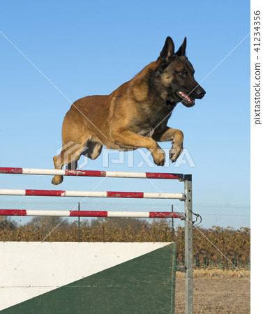 training of police dog 41234356