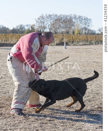 training of police dog 41234359