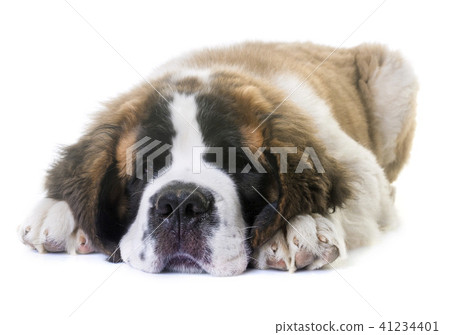 puppy saint bernard 41234401