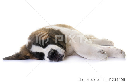 puppy saint bernard 41234406