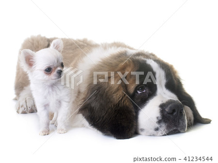 puppies chihuahua and saint bernard 41234544