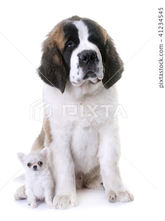 puppies chihuahua and saint bernard 41234545
