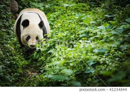 Giand Panda Bear. China Wildlife. Giand Panda Bear. China Wildlife. 41234844