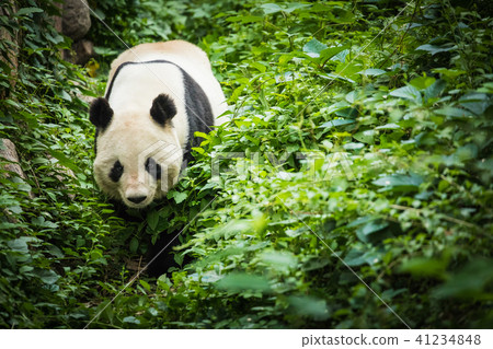 Giand Panda Bear. China Wildlife. Giand Panda Bear. China Wildlife. 41234848