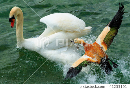Brown duck and a swan Brown duck and a swan 41235191