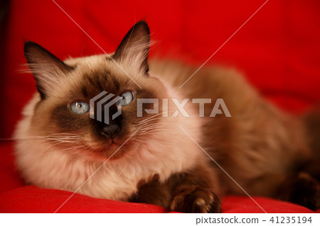 Siamese cat staring at the camera Siamese cat staring at the camera 41235194