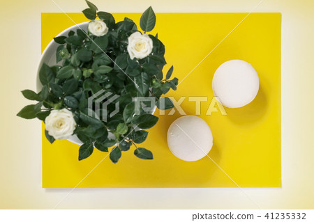 Two cream Macarons and white spring flowers, roses on yellow background. Romantic morning, gift 41235332