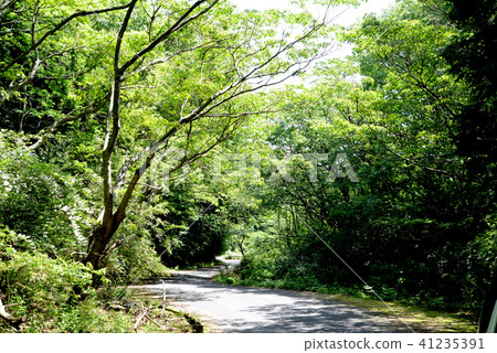 Refreshing forest road 41235391