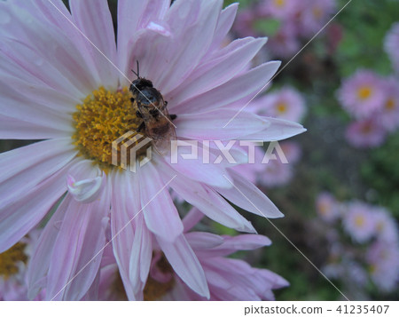 蜜蜂用鮮花和雨淋濕 41235407
