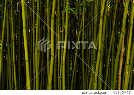 Fresh bamboo background 41235747