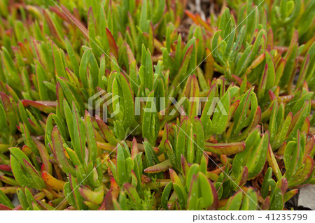Nature Backgrounds. North botanical garden Nature Backgrounds. North botanical garden 41235799