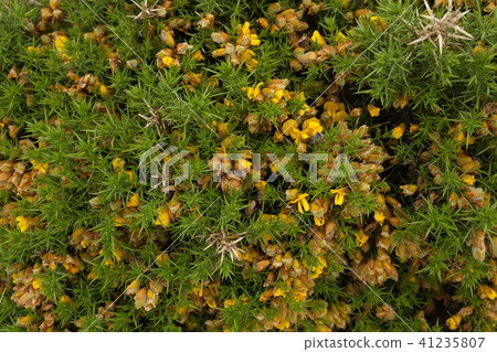 Nature Backgrounds. North botanical garden Nature Backgrounds. North botanical garden 41235807