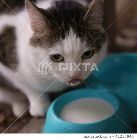 hungry cat drink milk from blue bowl lick his lips hungry cat drink milk from blue bowl lick his lips 41235946