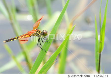 Kokufitombo (female · ovitonbo type) Kokufitombo (female · ovitonbo type) 41236151